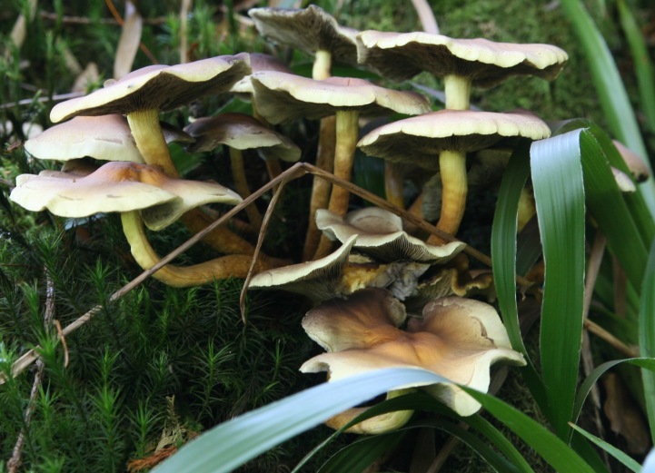 Hypholoma dalla Foresta nera